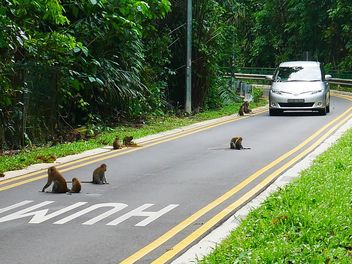 Thomson nature park - monkeys are king here - image gratuit #466389 