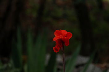 red flower - Free image #466409