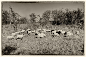 Flock of sheep - image #466439 gratis