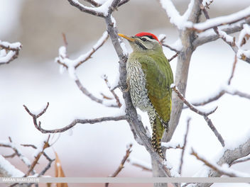 Scaly-bellied Woodpecker (Picus squamatus) - Kostenloses image #466459