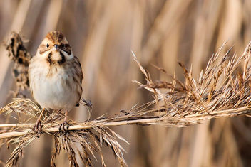 Reed Bunting - image gratuit #466719 