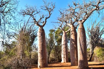 Spiny Forest Baobabs - image gratuit #467109 
