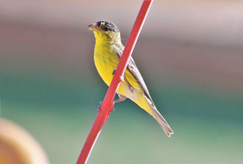 Lesser goldfinch - image gratuit #467509 