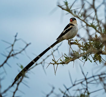 Pin-tailed Whydah - image gratuit #467539 