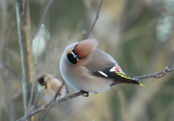 Waxwing - Free image #467639