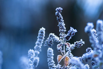 Cold Nature - image #467679 gratis