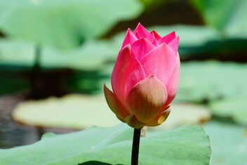 lotus - image gratuit #468449 