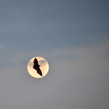 The Flying Fox and the Moon - бесплатный image #468469