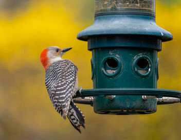 Female Red-Bellied Woodpecker Feeding - image gratuit #468599 