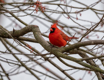 Male Cardinal Perched in Maple Tree - image #468679 gratis
