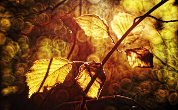 wild/leaves - Free image #468889