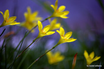 Narcissus - The Truth is OUT with NO FEAR IMG_1934-001 - image gratuit #468929 