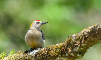 Hoffman's Woodpecker (male) - image gratuit #468939 