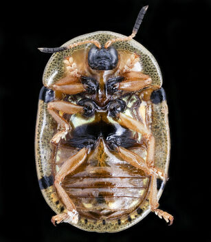 Gold beetle, u, front, South Africa_2019-12-18-12.26.43 ZS PMax UDR - image gratuit #468999 