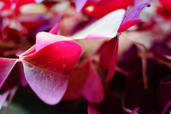 red purplish leaves - image #469199 gratis
