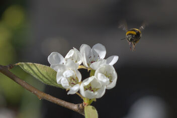 Bumble Bee-Bombus terrestris - Aardhommel bij perenbloesem - image #469469 gratis