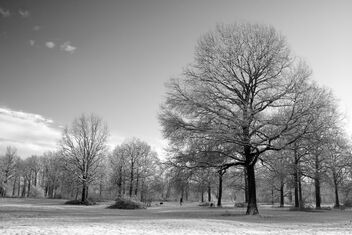 Winter. Best viewed large. - image gratuit #469769 