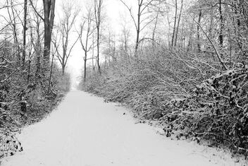 winter forest scene. Best viewed large. - бесплатный image #470149