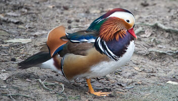 Mandarina duck - image gratuit #470349 