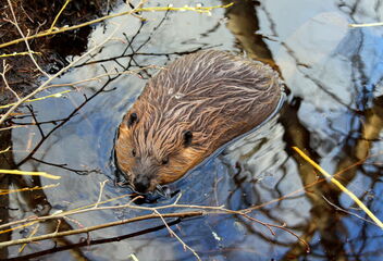 The beaver puppy - бесплатный image #470399