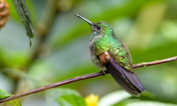 Stripe-tailed Hummingbird (male) - image gratuit #470409 