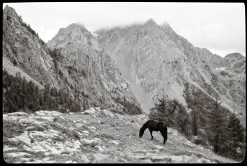 Mountain/horse scene. Val Maira, Italy. Best viewed large. - бесплатный image #470629
