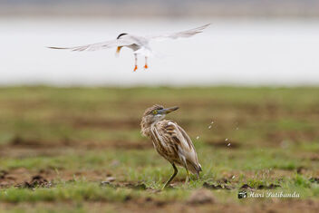 A Tern Pooping on an Indian Pond Heron to scare - Free image #470749