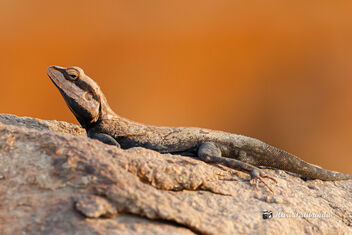A Rock Agama on a rock early in the morning - Free image #470779