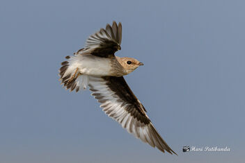 A Small Pratincole Turning in Flight over a lake - Kostenloses image #470819