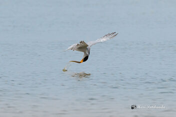 A River Tern catching a fish while Flying - image gratuit #470889 