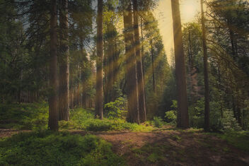 The Woods of Yosemite - image gratuit #470899 