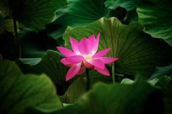 Lotus in Shaxi - Free image #471299