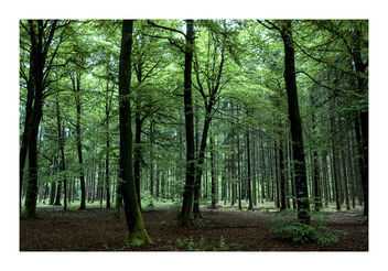 show me your forest - image gratuit #471369 