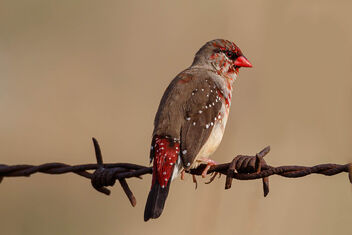 A Strawberry Finch in the evening's golden light - бесплатный image #471579