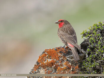Red-fronted Rosefinch (Carpodacus puniceus) - image #471609 gratis