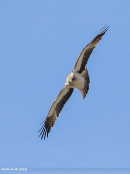 Booted Eagle (Hieraaetus pennatus) - image #471649 gratis