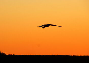 Seagull and sunset - image gratuit #471669 