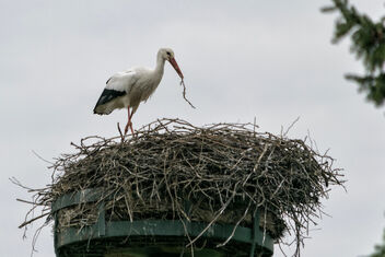 Ciconia ciconia- Ooievaar - Stork (03) - бесплатный image #471749