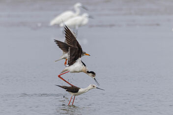 A River Tern next to Black Stilts in the act - Free image #471769