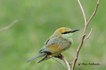 A Chubby Bee Eater on a perch - image gratuit #471919 