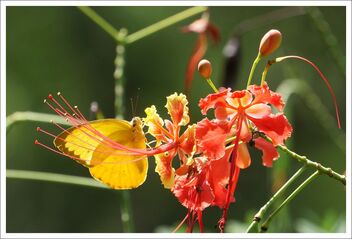 yellow butterfly - бесплатный image #471949