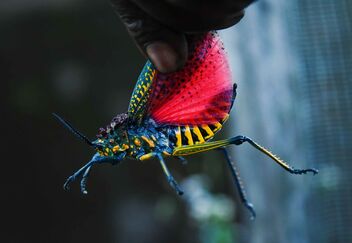 Rainbow Milkweed Locust - image gratuit #472079 