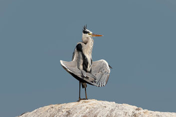 A Grey Heron - Praying? - Free image #472139