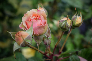 Roses - image #472409 gratis