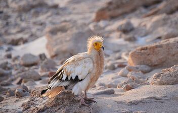 Egyptian Vulture - Kostenloses image #472459