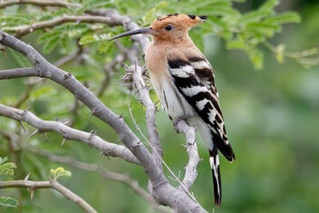 A Eurasian Hoopoe - surprise visitor - Kostenloses image #472549