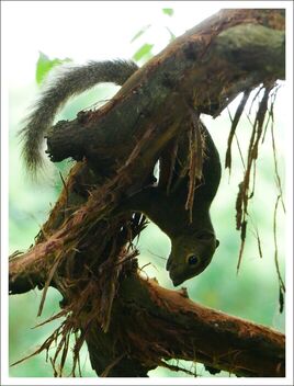squirrel peeling tree bark - Free image #472579