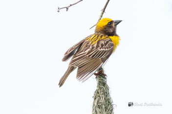 A Baya Weaver in a nesting competition - Kostenloses image #472609