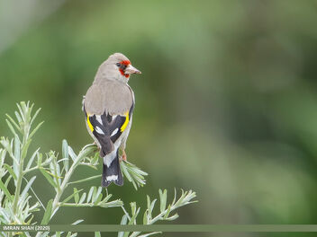 European Goldfinch (Carduelis carduelis) - image gratuit #472809 