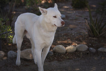 Beautiful white dog - image #472879 gratis